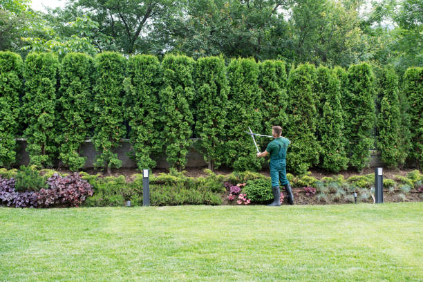 Best Tree and Shrub Care  in Superior, WI